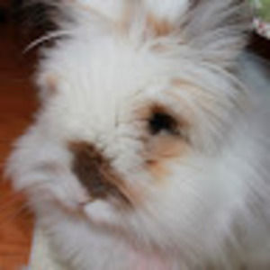 Meet your Posher, Winnie